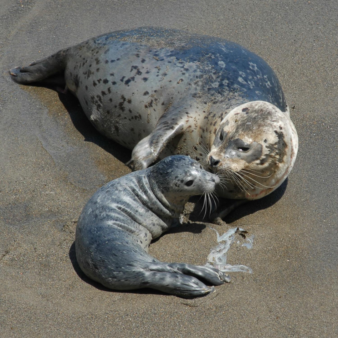 Image about California Harbor Seal mom and pup
